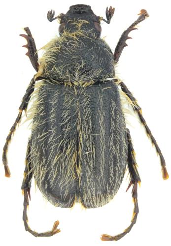 Hymenoplia rugulosa